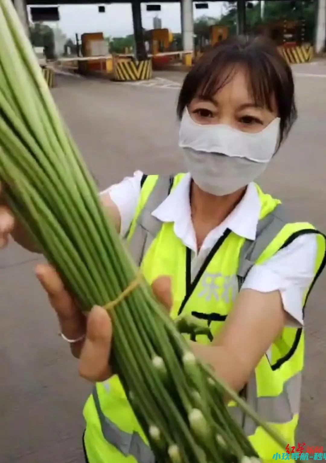 蒜薹在免费目录里 拉韭菜花过收费站被收通行费引发争吵质疑 韭菜花不在 高速路公司