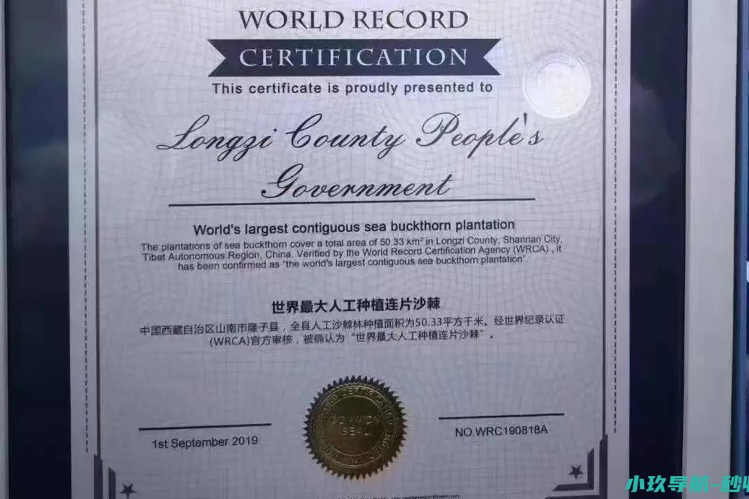 黄沙窝 魅力新西藏丨从 到 世界最大人工沙棘林在雪域高原上书写生态奇迹 绿长城 辉煌60载