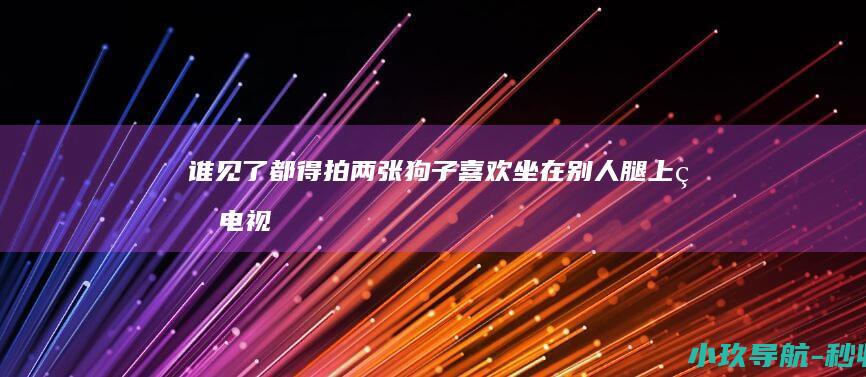 谁见了都得拍两张！ 狗子喜欢坐在别人腿上看电视 这小姿势