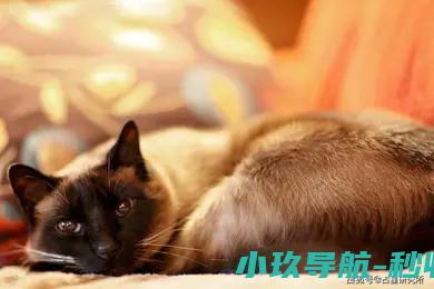 728娜迪亚