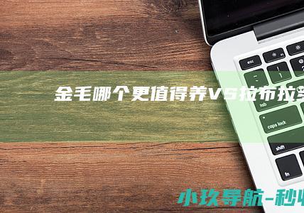 金毛 哪个更值得养 VS 拉布拉多