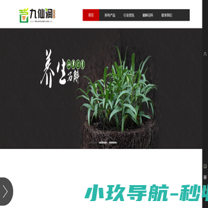 霍山石斛(米斛)源头工厂/代加工中心