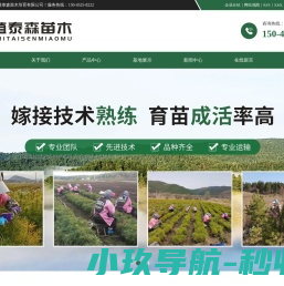 黑龙江红松苗
