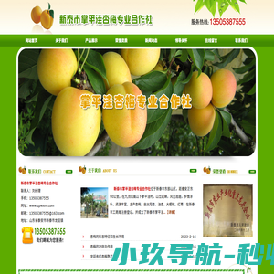 杏梅山东掌平洼|杏梅种植掌平洼|山东杏梅种植基|新泰市掌平洼杏梅专业合作社