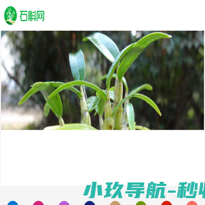 中国石斛网