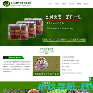 灵芝孢子粉,长白山野生灵芝,东北吉林山珍菌类