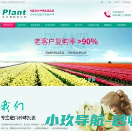 进口种球