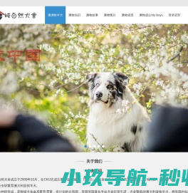 澳牧中国CKU注册专业澳洲牧羊犬澳牧幼犬繁殖基地