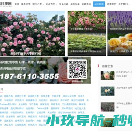 藤本月季网-月季知识分享网站-月季苗批发基地
