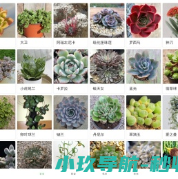多肉植物宝鉴