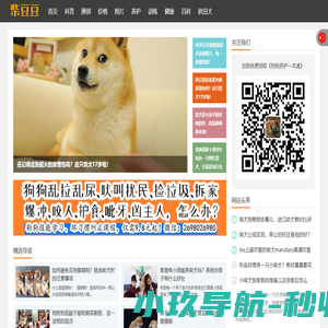 柴犬_专注日本柴犬知识科普,15年养柴经验 - 柴豆豆柴犬