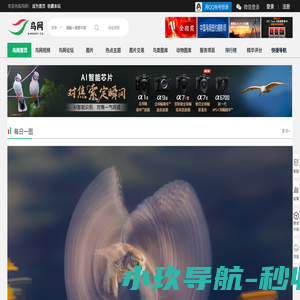 鸟网首页