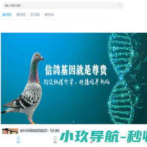 尊贵赛鸽网 尊贵赛鸽网