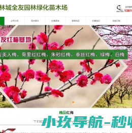 榉树/香樟/无患子/乌桕/红梅种植基地批发供应商