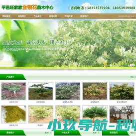 金银花苗