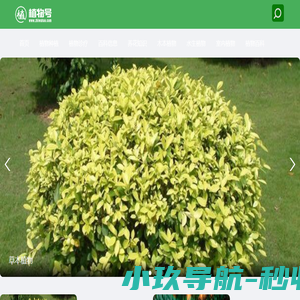 植物号