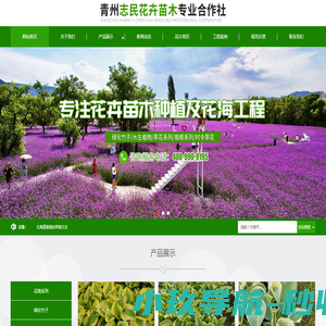 绿化竹子_福禄考_北海道黄杨_花卉苗木供应商-青州志民花卉苗木专业合作社