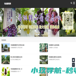马陆葡萄采摘