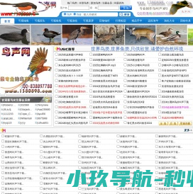 鸟声网