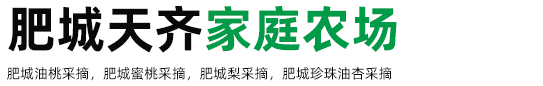 肥城油桃采摘,肥城蜜桃采摘,肥城桃采摘基地,肥桃礼盒